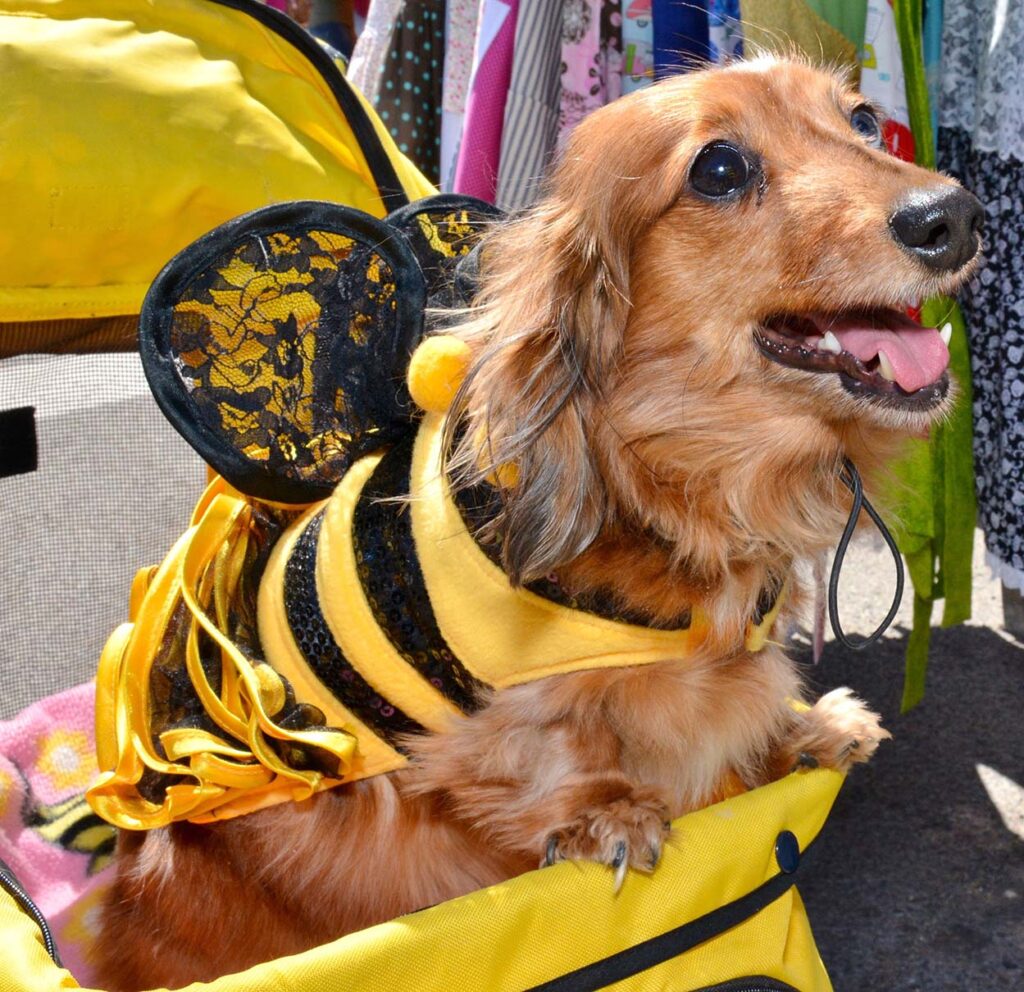 Doggie-BeeBee-Costume