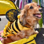 Doggie-BeeBee-Costume