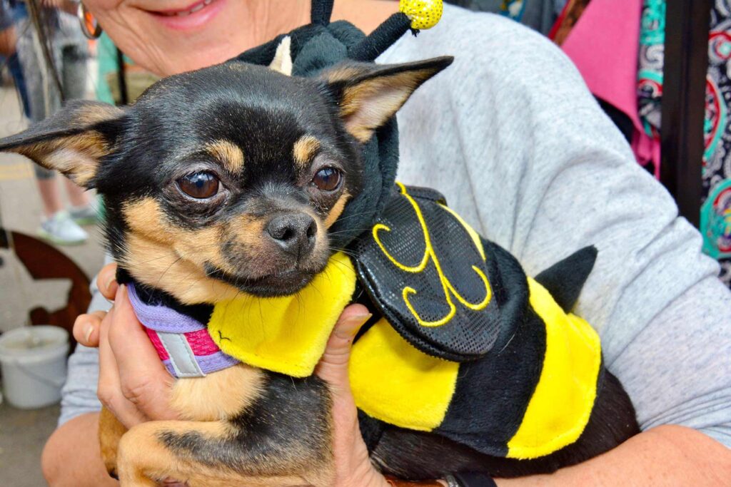 PIHF-2017-Bee-Costume-Chihuahua