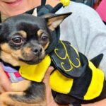 PIHF-2017-Bee-Costume-Chihuahua