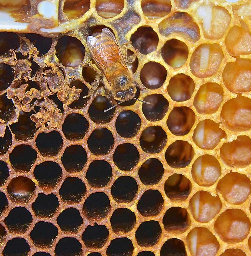 PIHF-2017-Honeybee-in-Hive