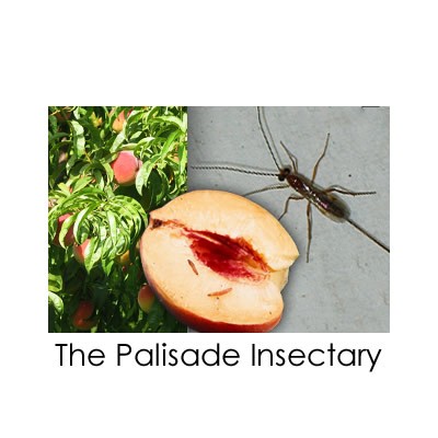 logo-insectery-400x400