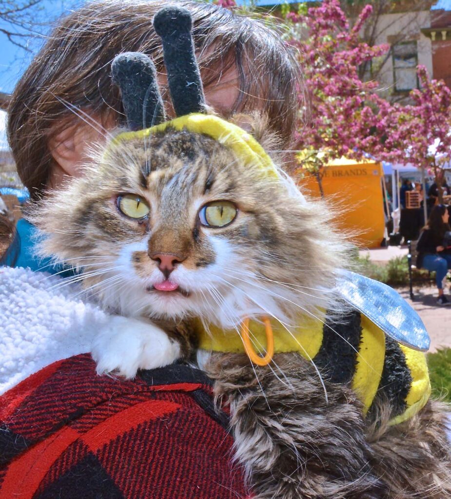 Bee-Cat-Costume