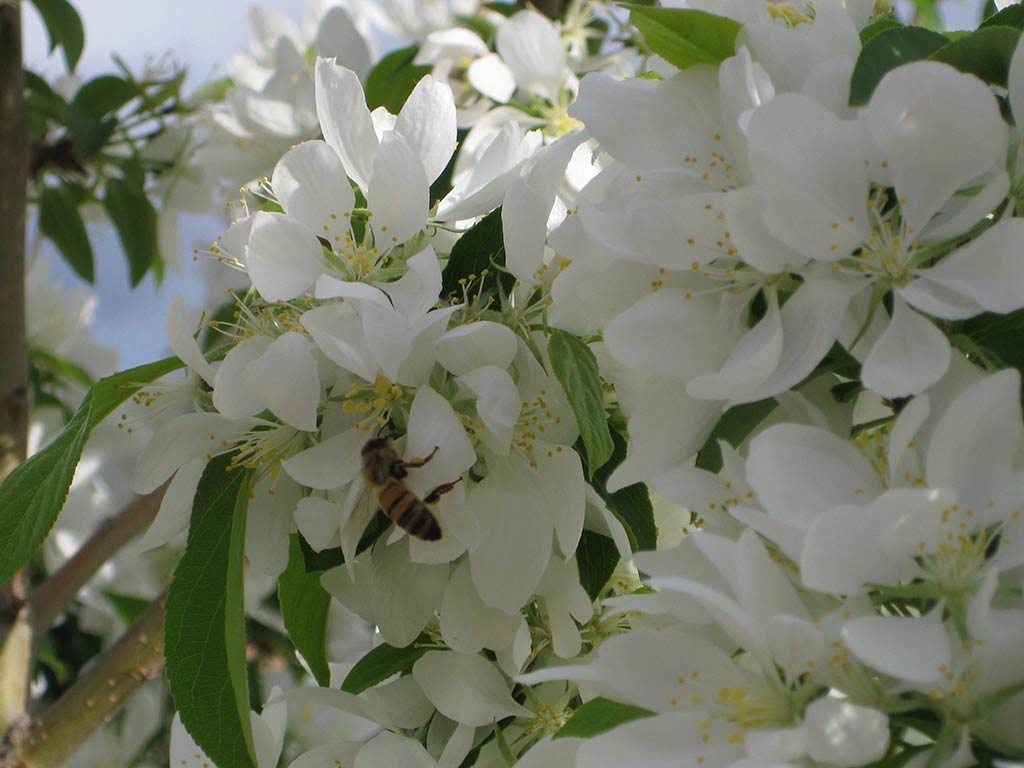 Bee-on-Blossom