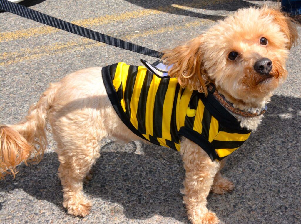 Pup-a-Bee