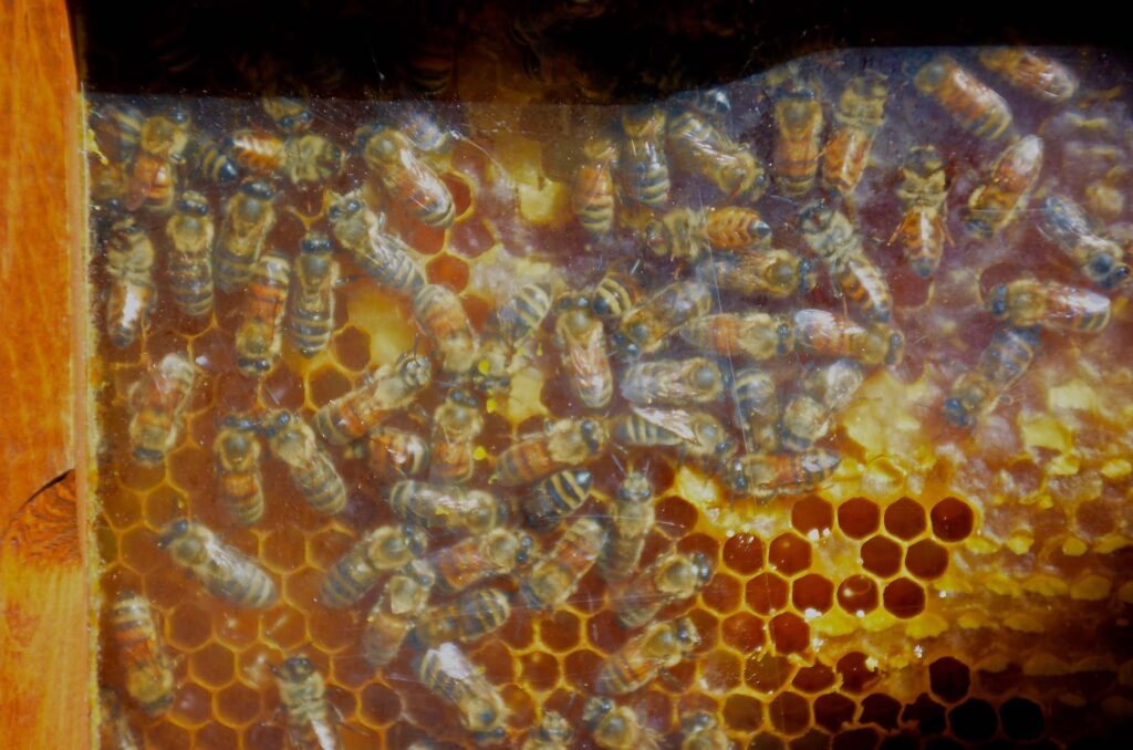 Working-beehive